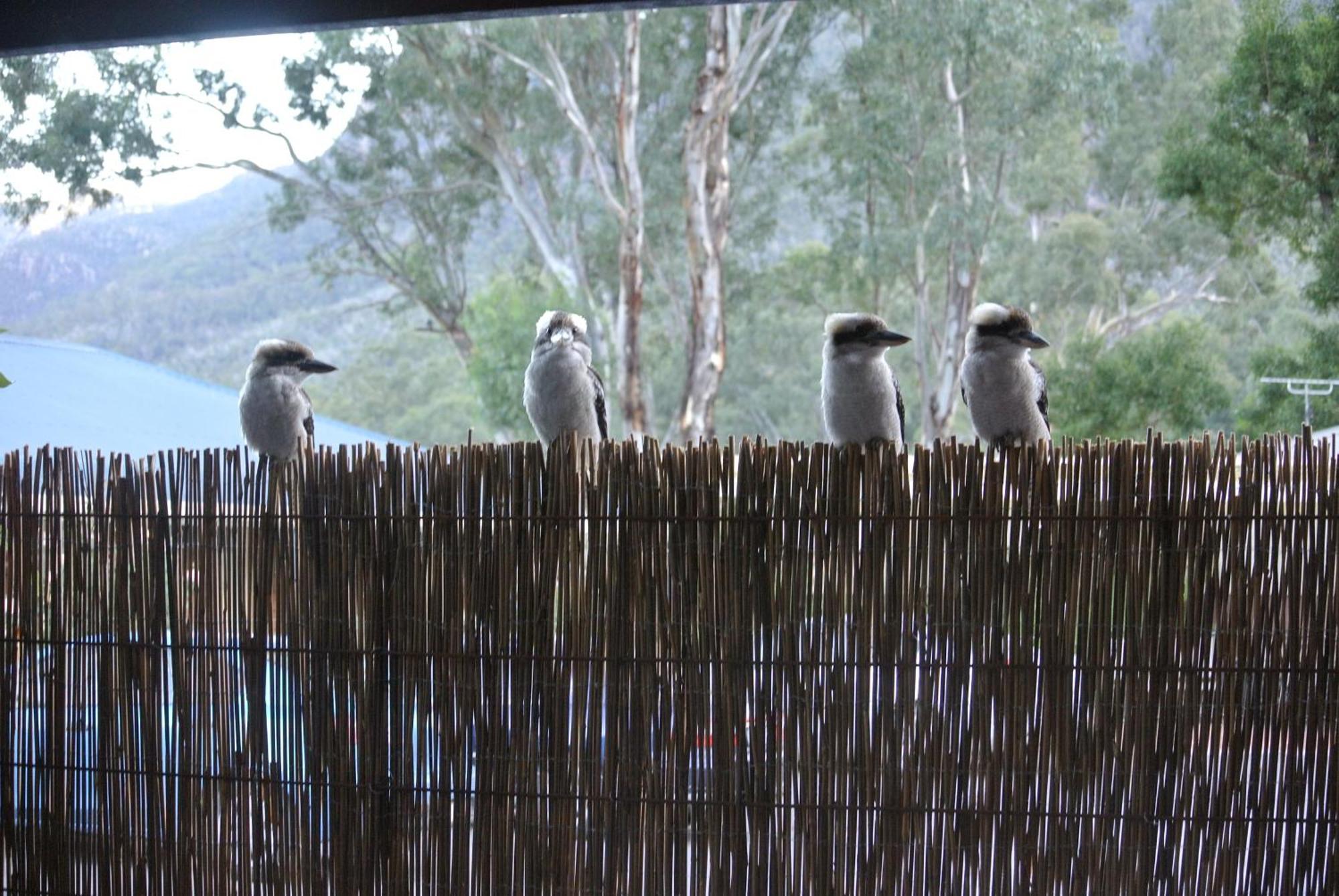 Kookaburra Motor Lodge Halls Gap Exteriér fotografie