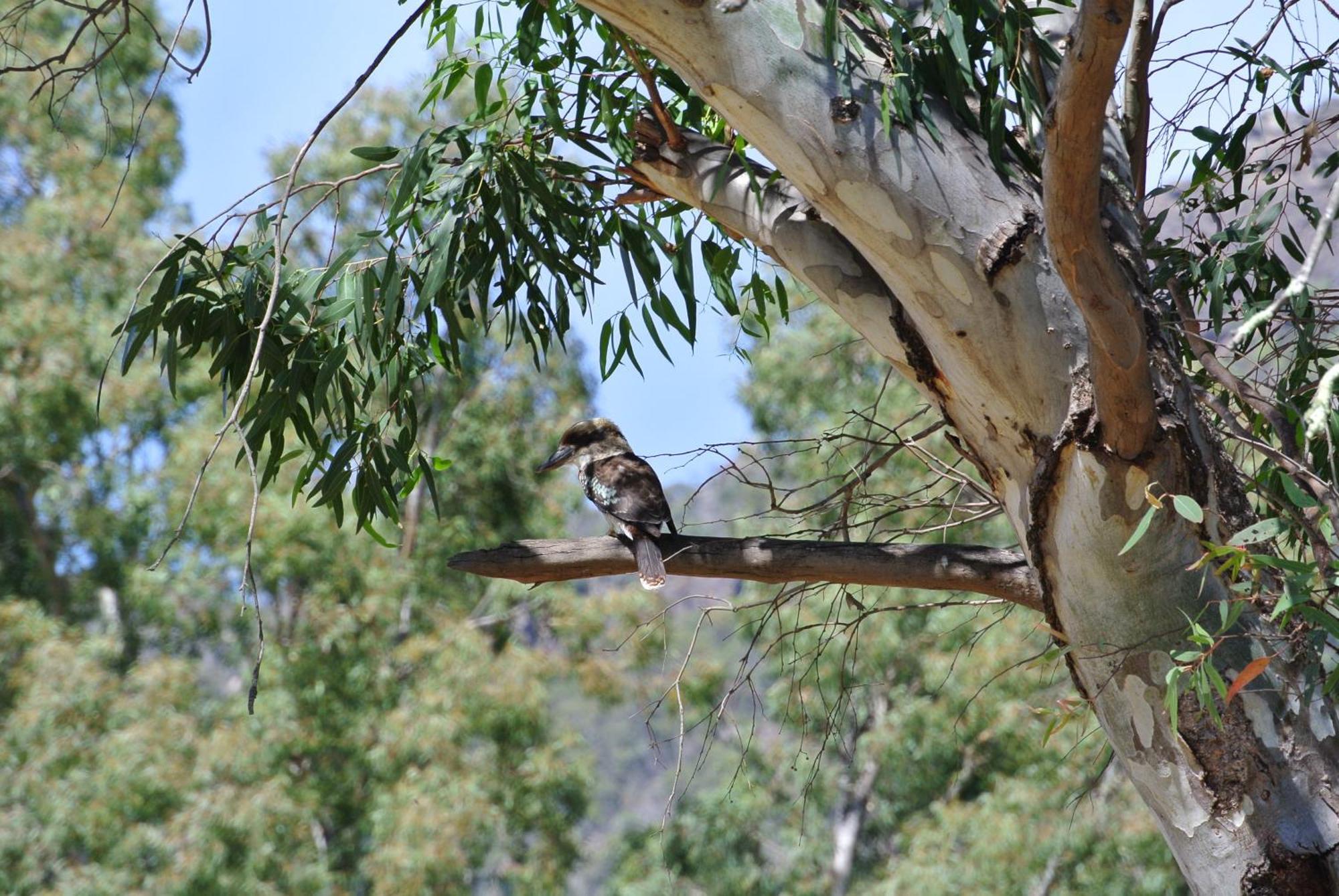 Kookaburra Motor Lodge Halls Gap Exteriér fotografie
